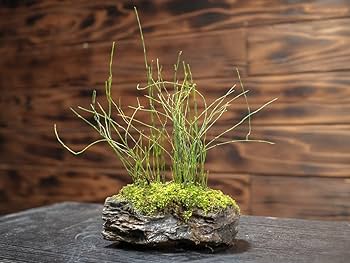 Amazon.co.jp: 山野草盆栽 姫トクサ 苔 石付き盆栽 小品盆栽